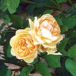 Rosier