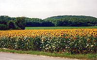 Champs de tournesols