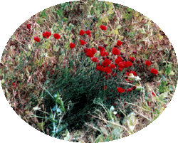 Gentil coquelicot...